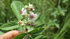 Rubus rigidus
