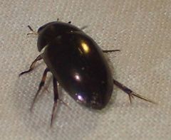 Tropisternus blatchleyi