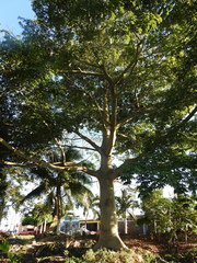 Ceiba pentandra