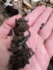 Plethodon cylindraceus