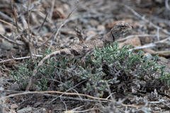 Phrynocephalus helioscopus