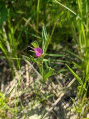 Vicia lathyroides