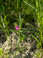 Vicia lathyroides