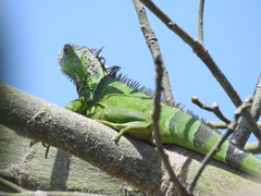 Iguana iguana