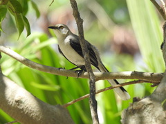 Mimus gilvus