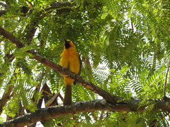 Icterus auratus