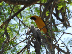 Icterus auratus