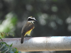 Pitangus sulphuratus