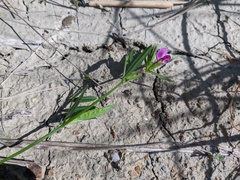 Vicia lathyroides