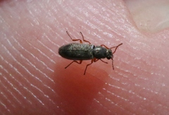 Eschatocrepis constrictus