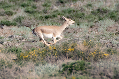 Gazella subgutturosa