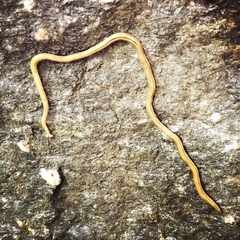 Diversibipalium multilineatum