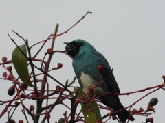 Tersina viridis