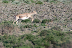 Gazella subgutturosa