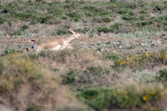 Gazella subgutturosa