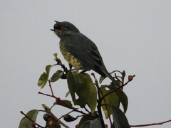 Tersina viridis
