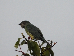 Tersina viridis