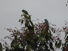 Tersina viridis