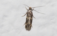 Oinophila v-flava