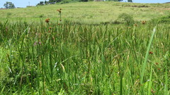 Rhynchospora spectabilis