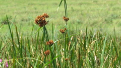 Rhynchospora spectabilis