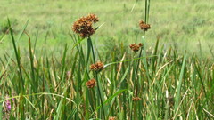 Rhynchospora spectabilis