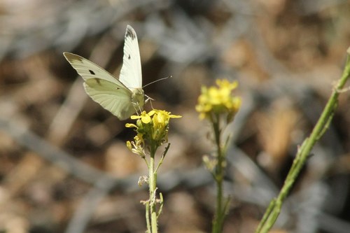 iNaturalist observation photo of Small White