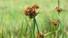 Rhynchospora spectabilis