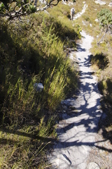 Pseudopentameris macrantha