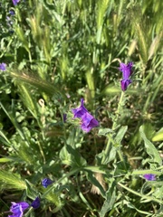 Echium plantagineum