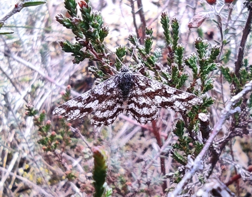 Common Heath photo 2
