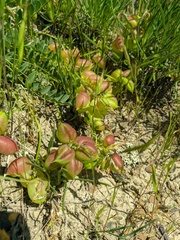 Astragalus suprapilosus