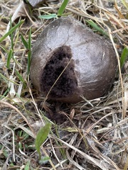 Mycenastrum corium