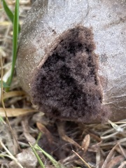 Mycenastrum corium
