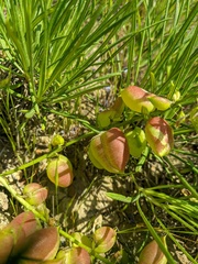 Astragalus suprapilosus