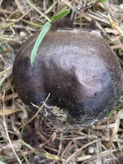 Mycenastrum corium