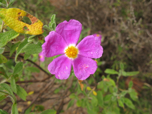 Cistus tauricus, photograph 3