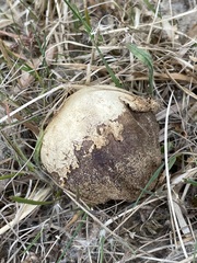 Mycenastrum corium