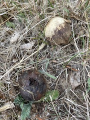 Mycenastrum corium