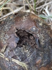 Mycenastrum corium