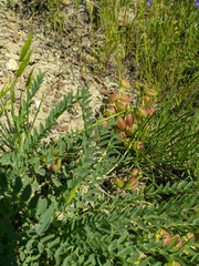 Astragalus suprapilosus