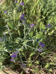 Echium plantagineum