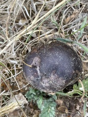Mycenastrum corium