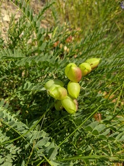 Astragalus suprapilosus