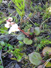 Pyrola grandiflora