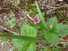 Rubus arcticus stellatus