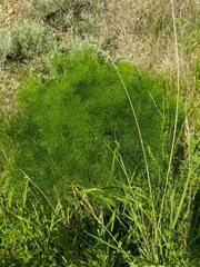 Prangos trifida
