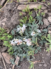 Trifolium gymnocarpon