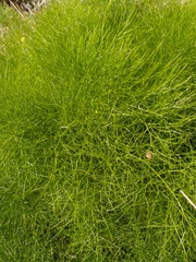 Prangos trifida