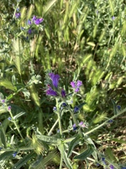 Echium plantagineum